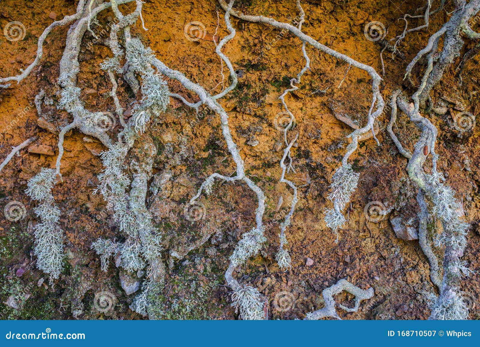 exposed roots covered with lichens al along the hiking trail