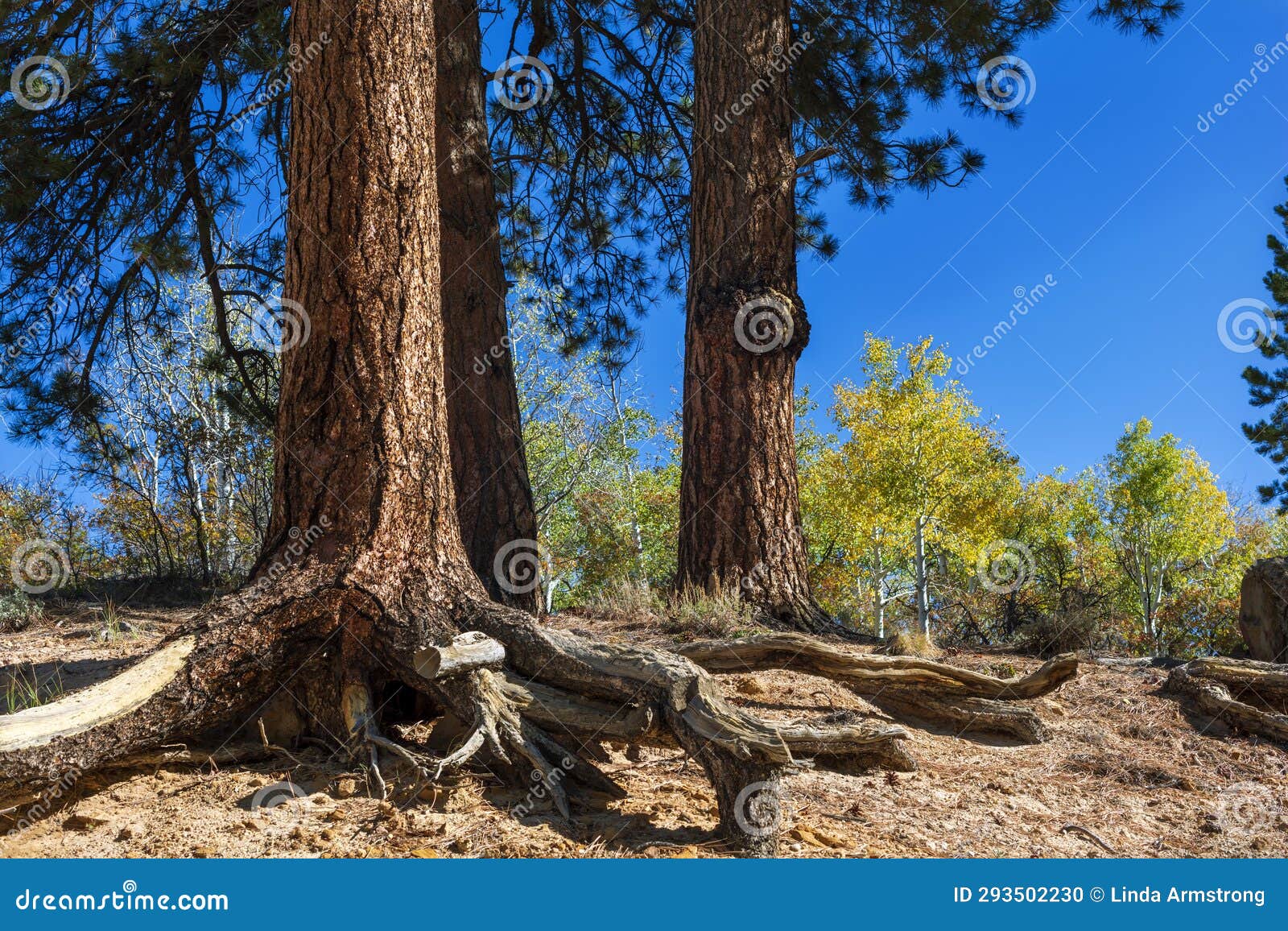 exposed roots of a ponderosa pine on a loosely-consolidated slope in western coloado