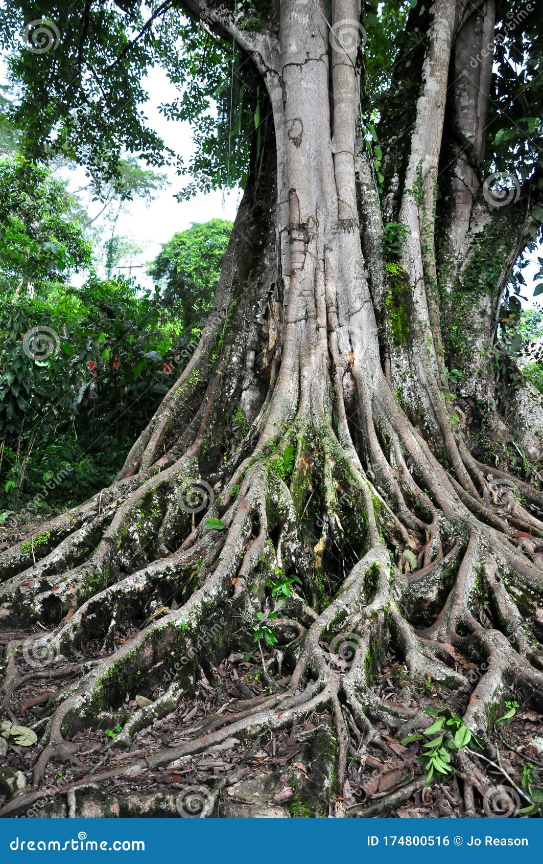 Exposed roots of a tree stock photo. Image of exposed 174800516