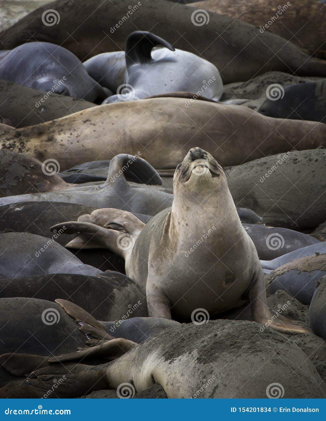 Expression Drole Sur La Seance De Joint D Elephant Parmi La Colonie De Sommeil Photo Stock Image Du Californie Catastrophique