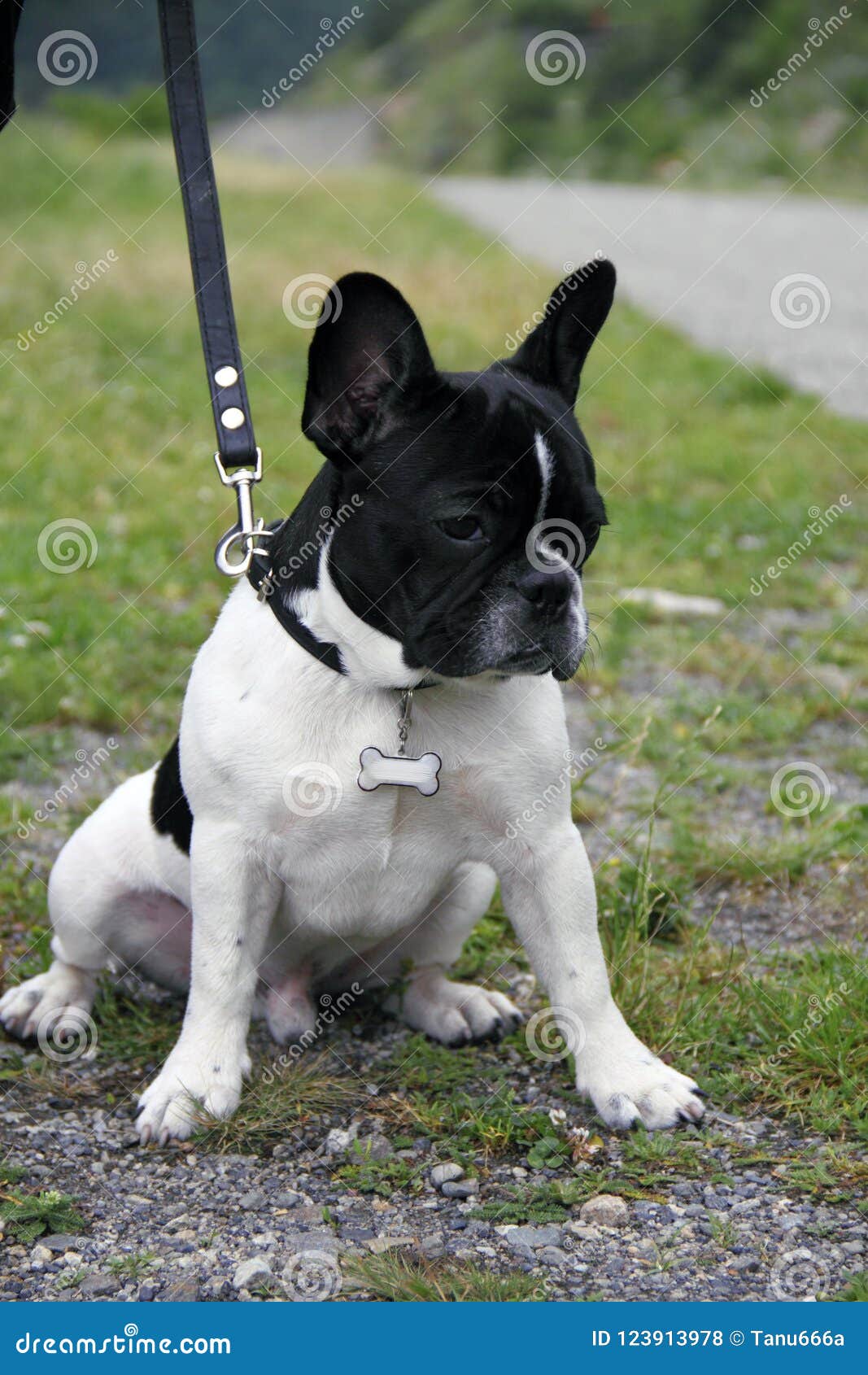 french bulldog leash