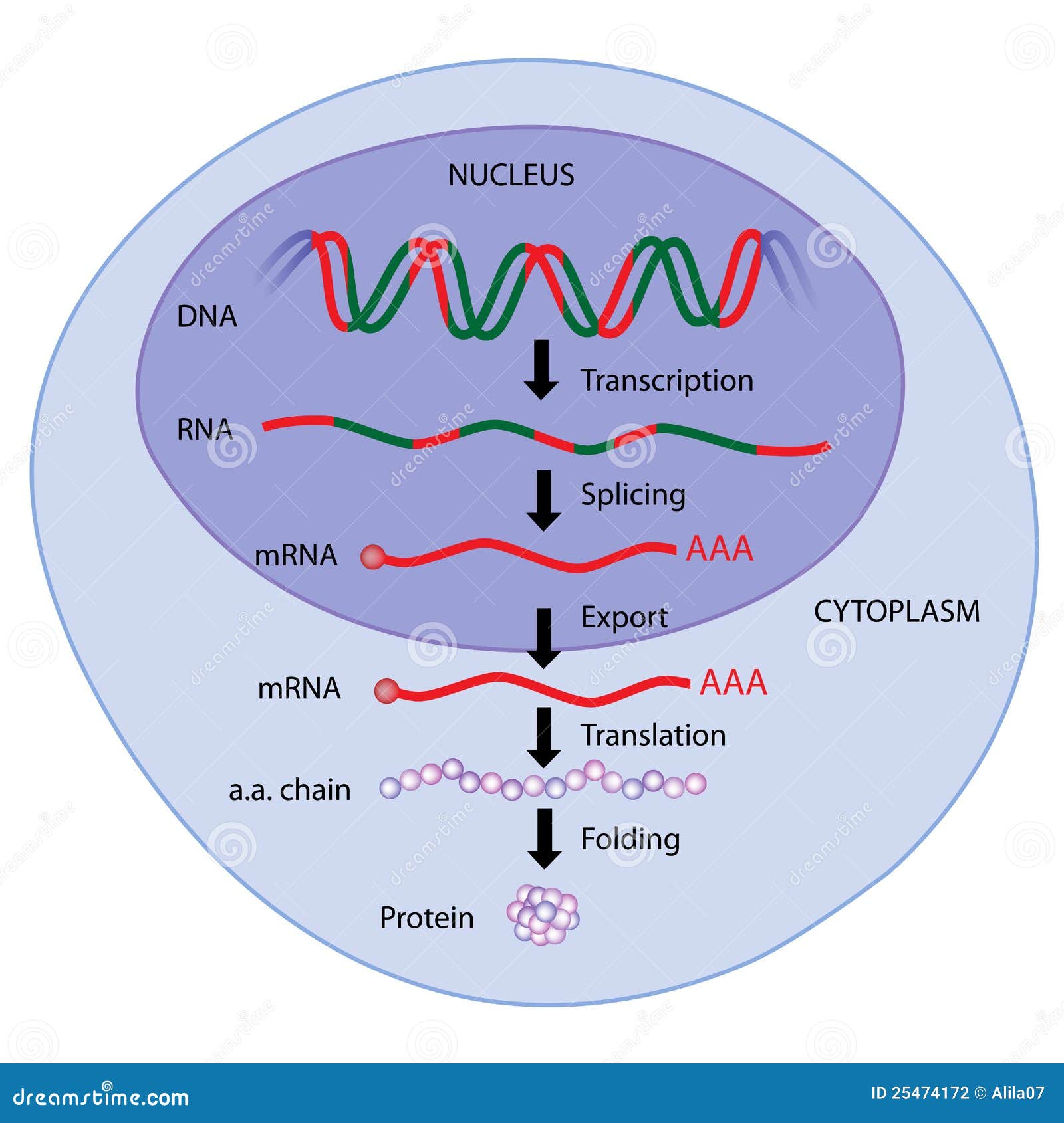 Expressão de gene. Dogma central da biologia molecular