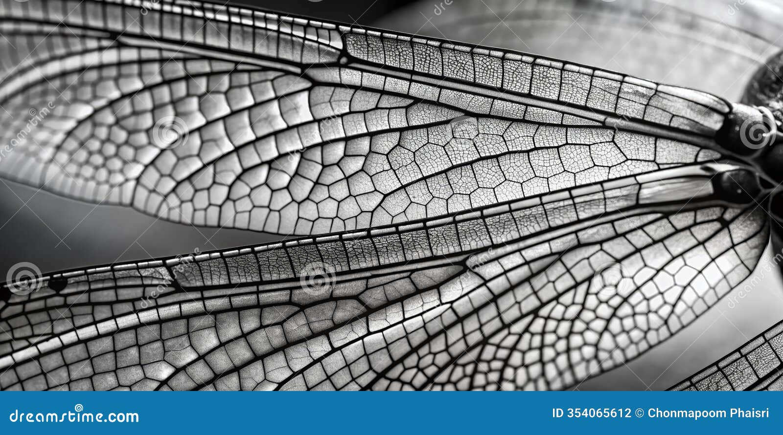 exquisite detail of a dragonflys monochrome wings a closeup nature photography masterpiece capturing the intricate