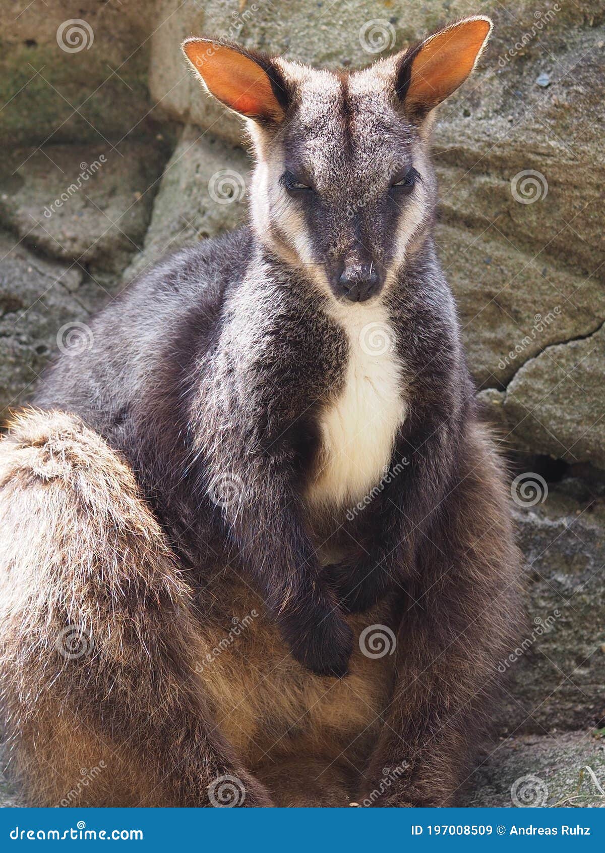 Purple-necked rock-wallaby