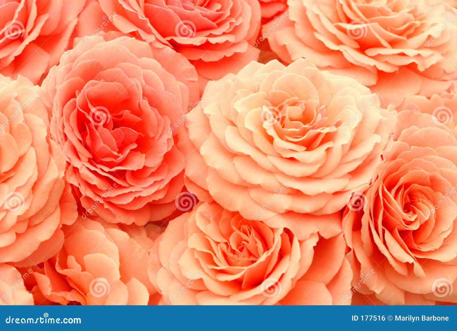 Floral Symphony: 12 Exquisite Roses Within Your Reach