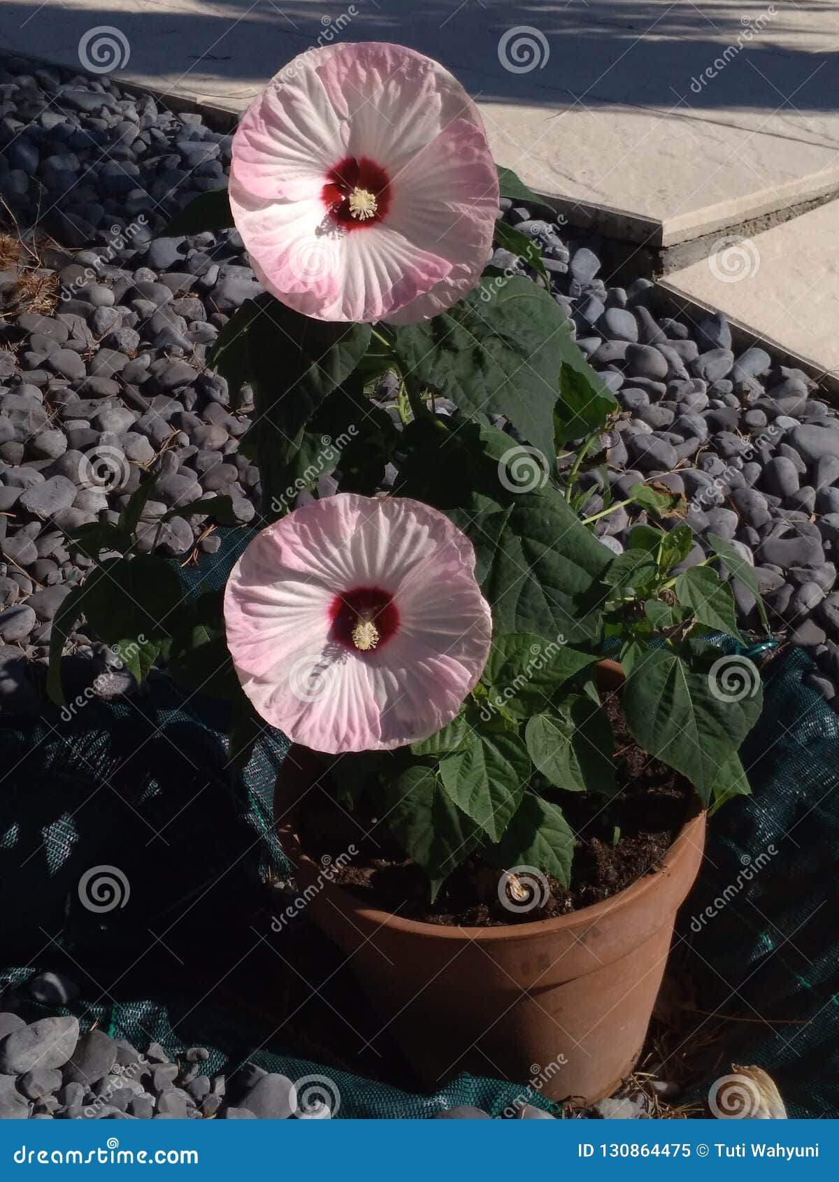 Exsotic Flower Stock Photos - Free & Royalty-Free Stock Photos from