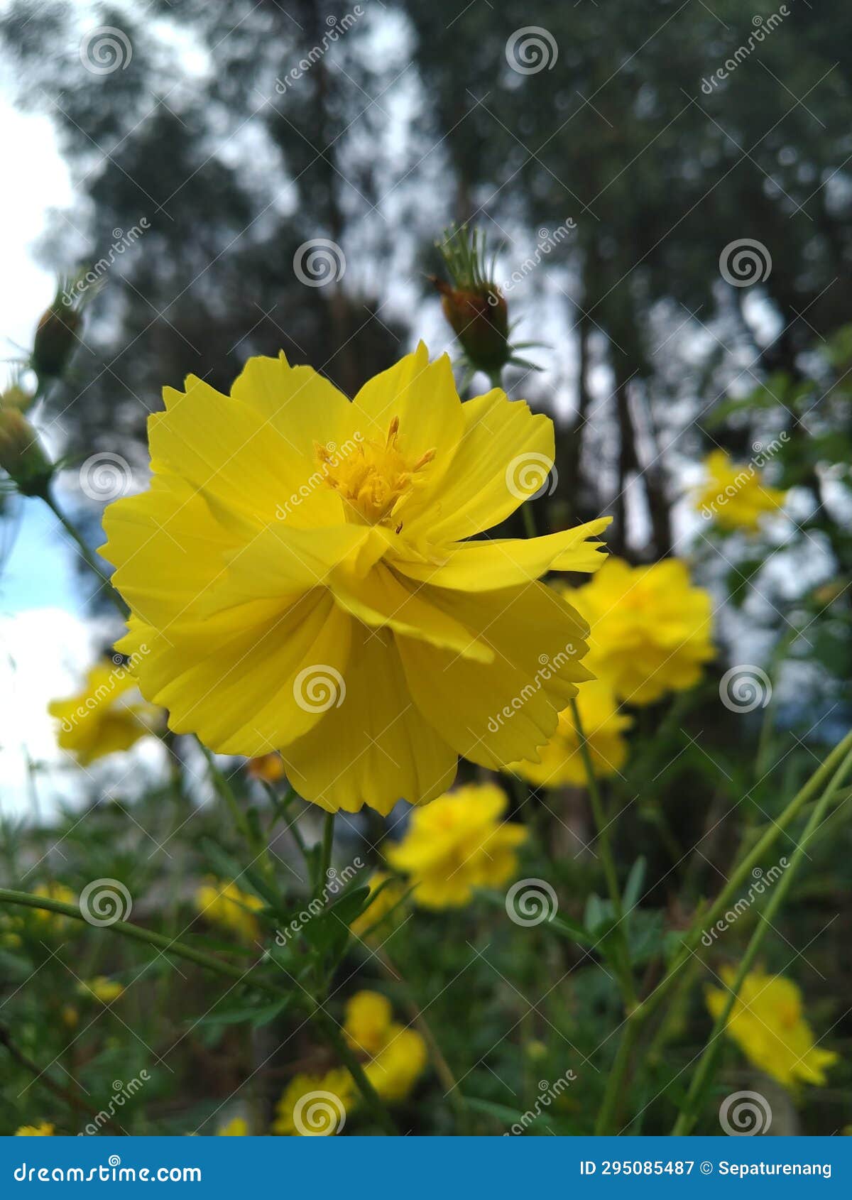 Exsotic Natural Flowers Stock Photos - Free & Royalty-Free Stock Photos