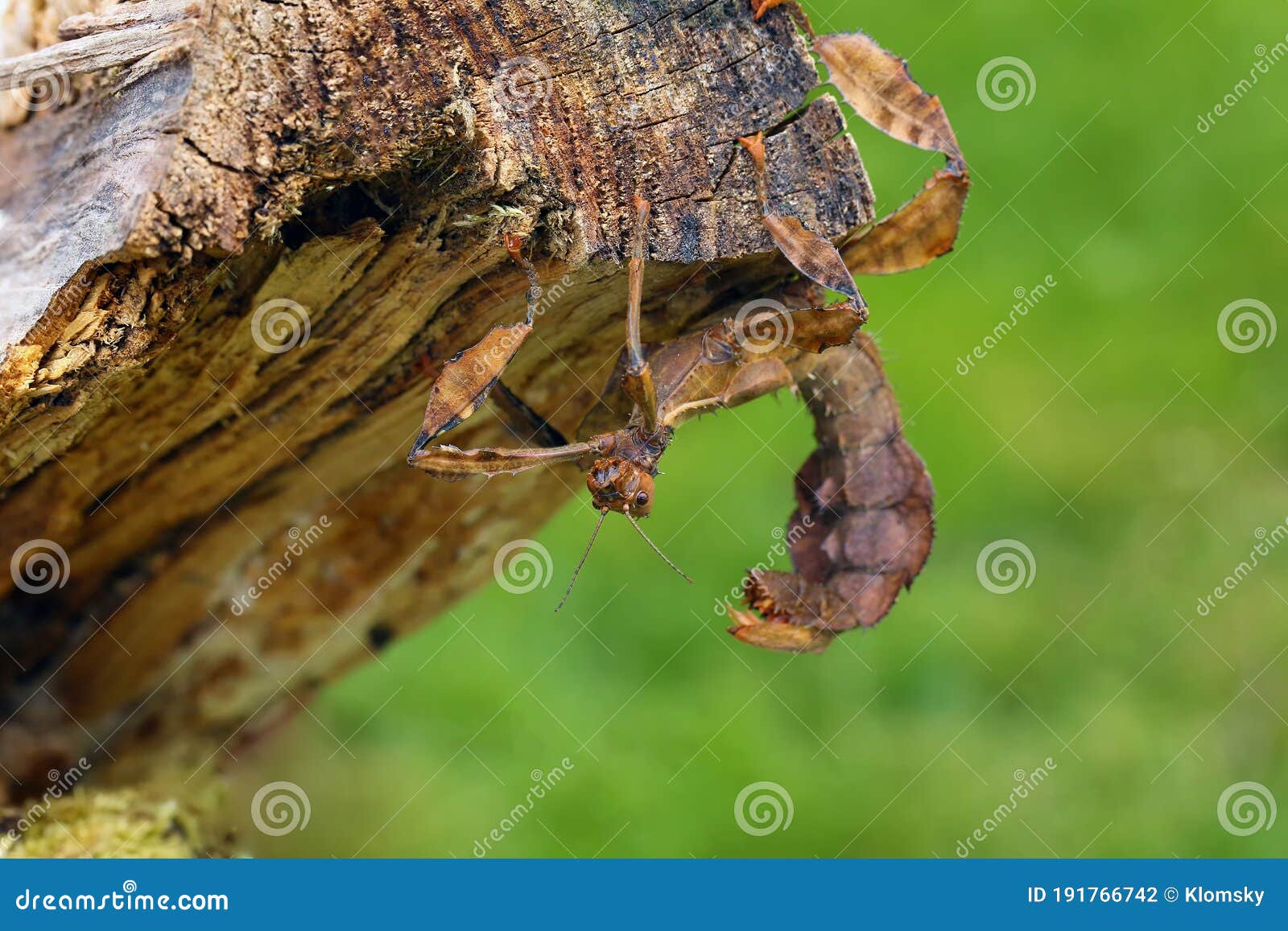 Extatosoma Tiaratum, Commonly Known As the Spiny Leaf the Giant Prickly Stick Insect, or the Australian Stock - Image of giant, species: 191766742