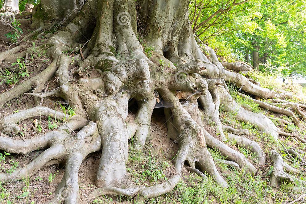 Extensive Network of Large Tree Roots Spreading Across the Forest Floor ...