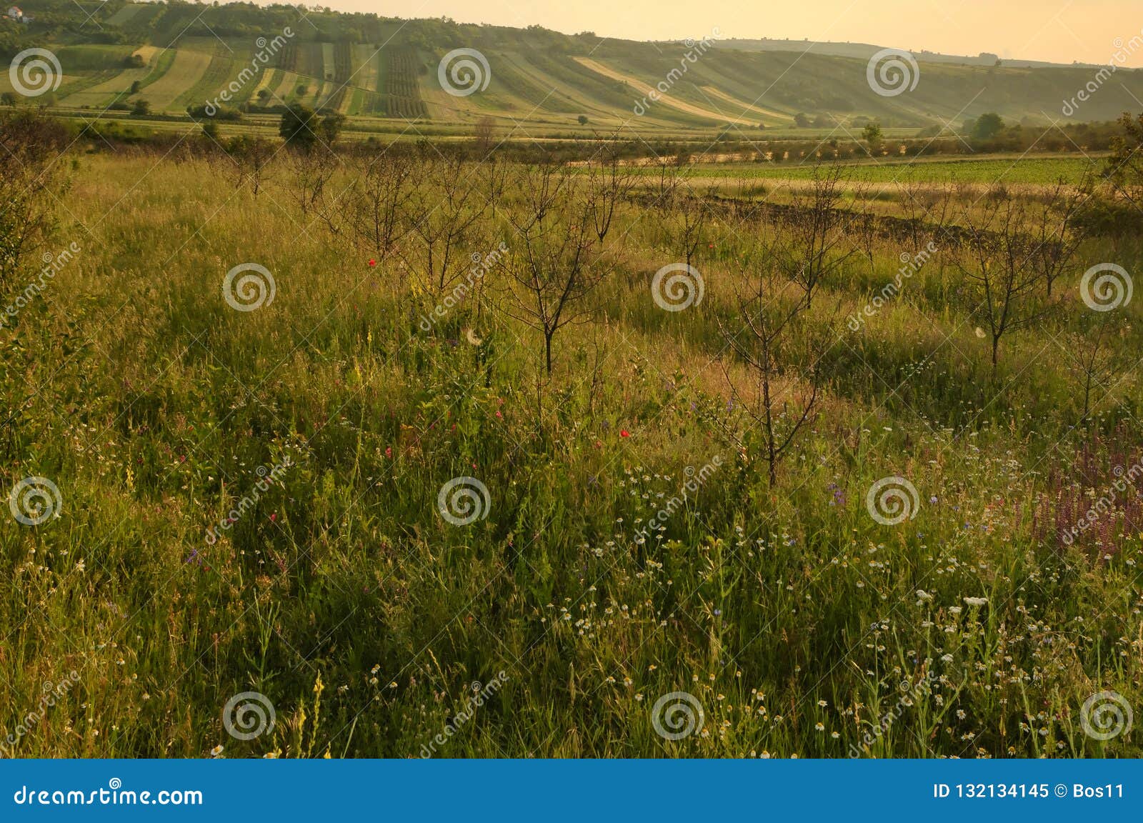 extensive rural landscape