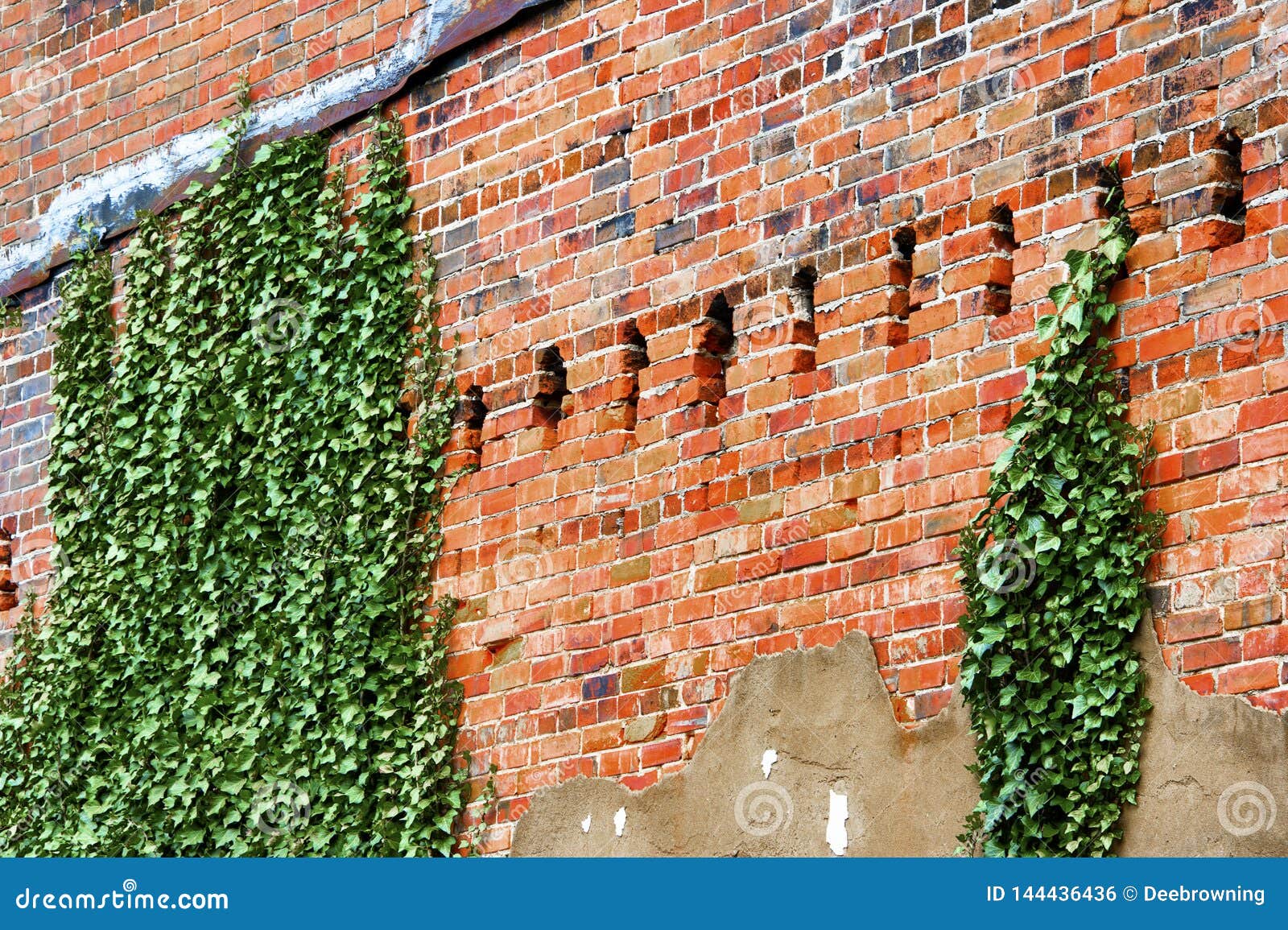 Exterior Brick Wall with Ivy Growing on it Stock Photo Image of