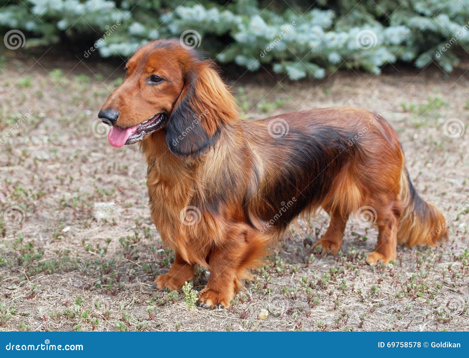 692 Red Long Haired Dachshund Photos Free & RoyaltyFree Stock Photos