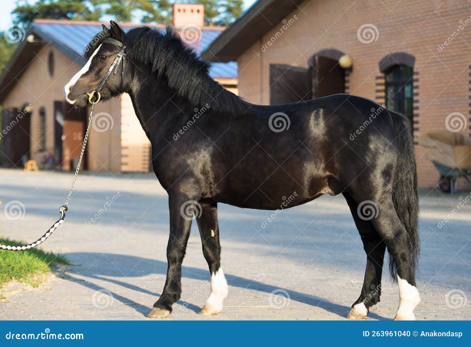 Exterior of Beautiful Black Welsh Pony Posing Against Stable Stock