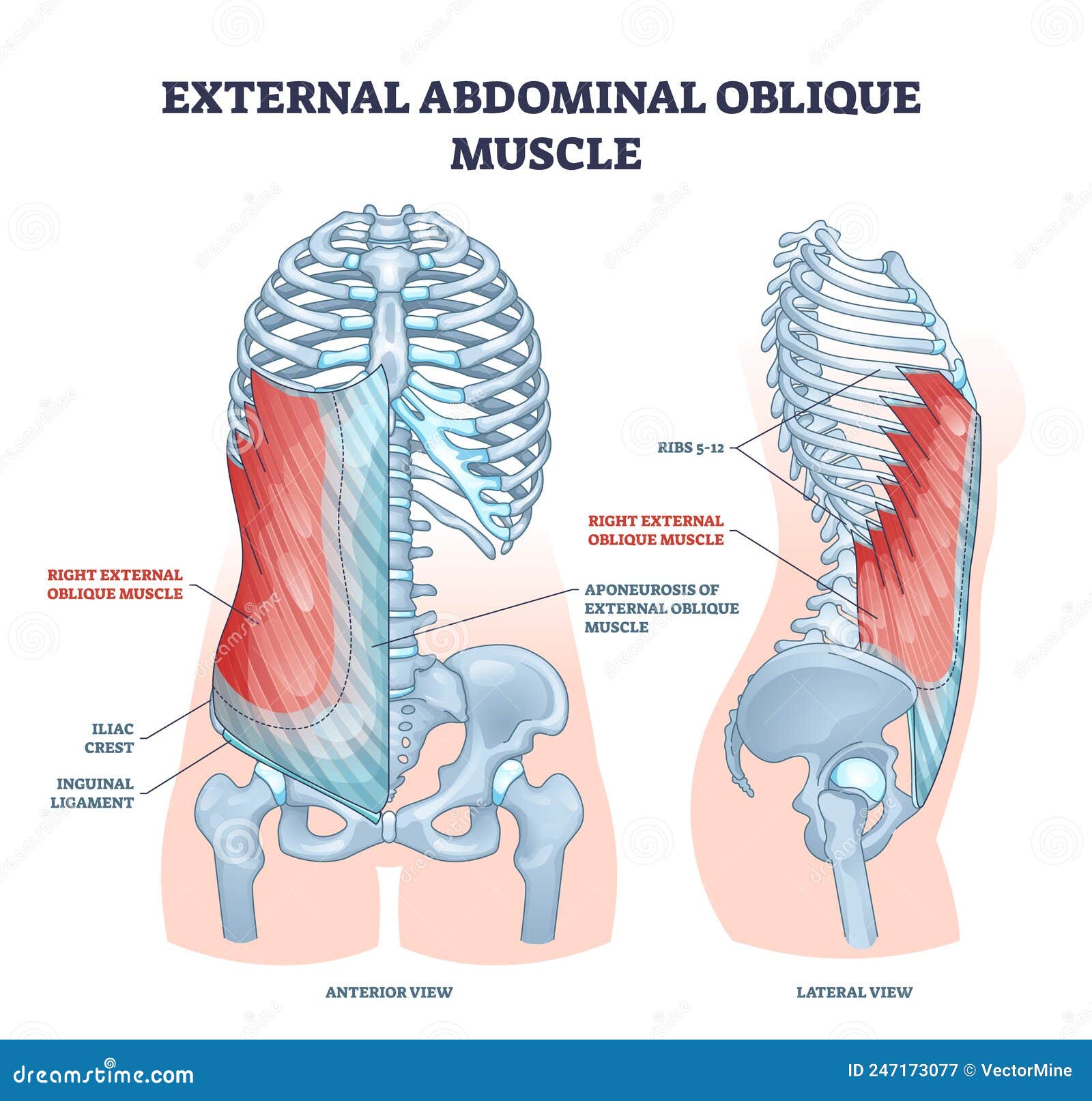 external abdominal oblique muscle with human ribcage bones outline diagram