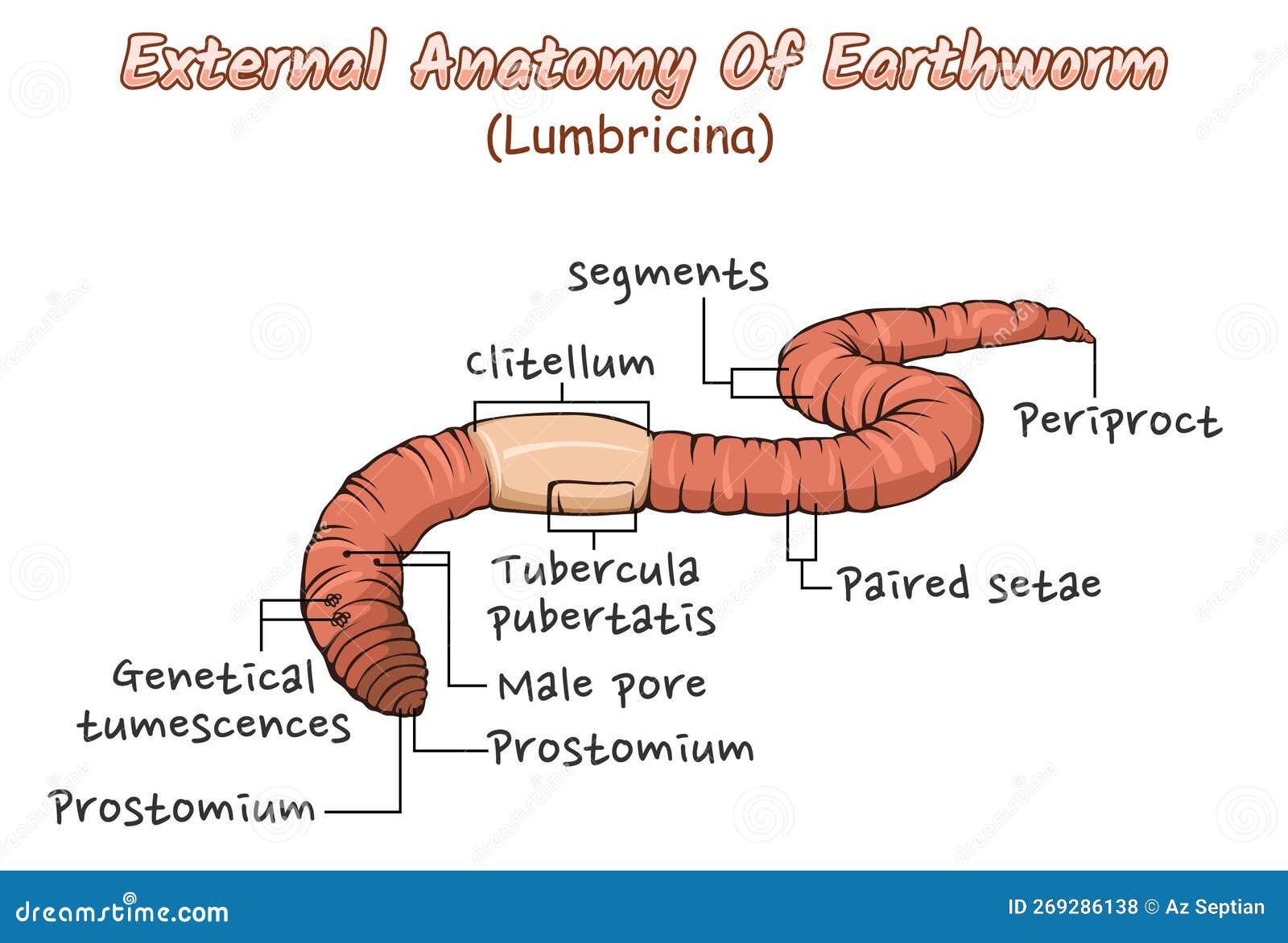 External Anatomy of an Earthworm Stock Vector - Illustration of