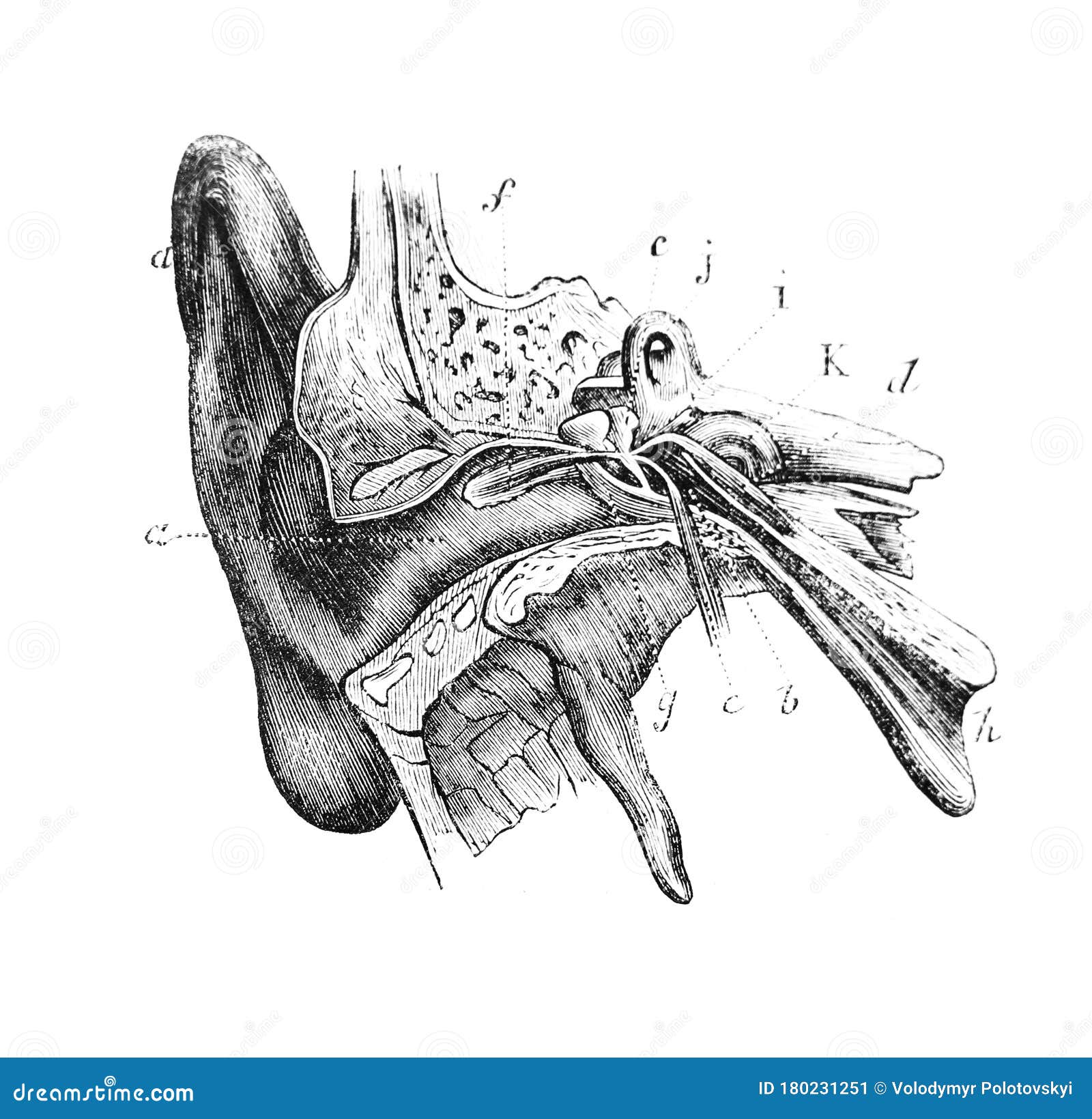 external auditory external auditory