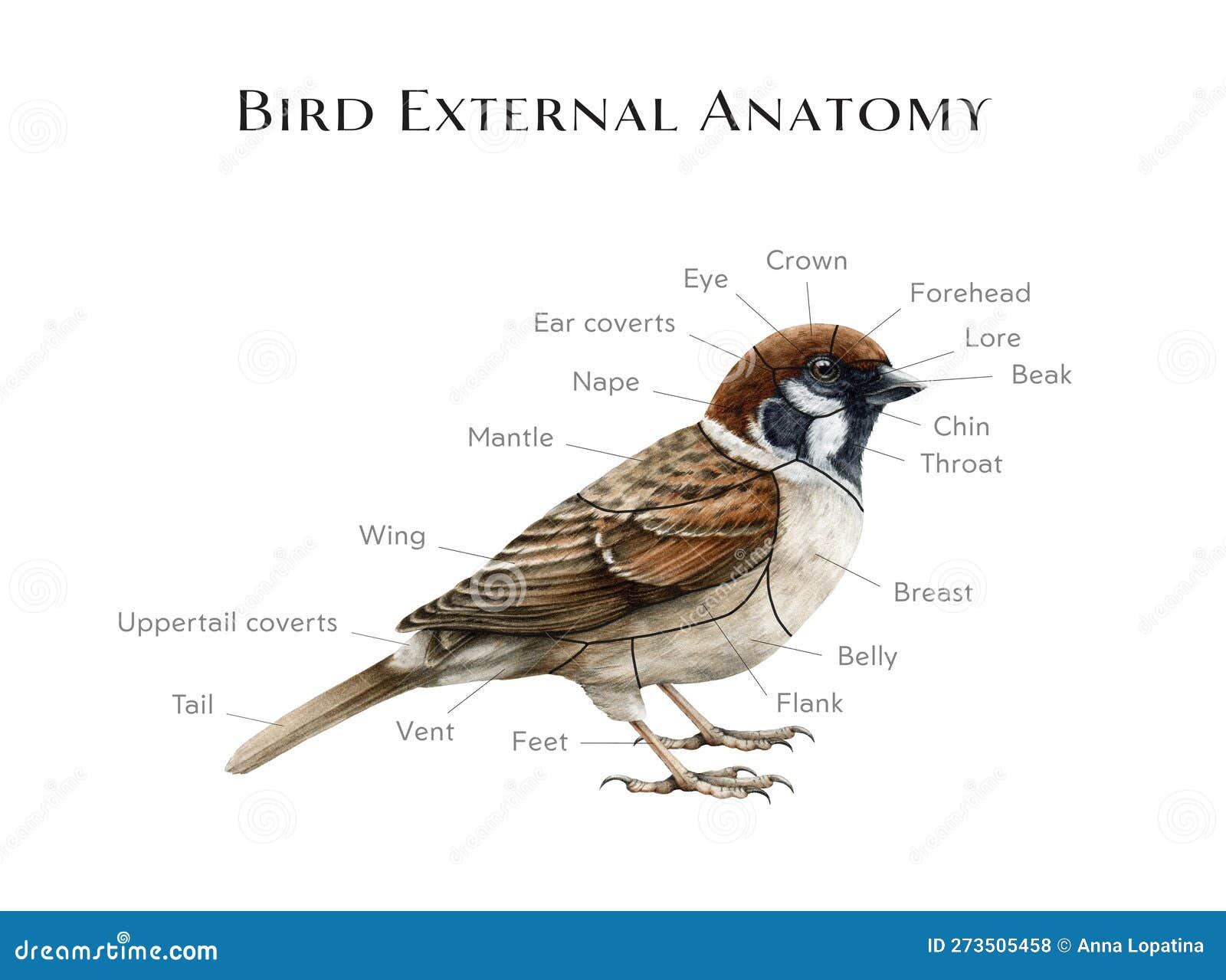 Avian anatomy diagram