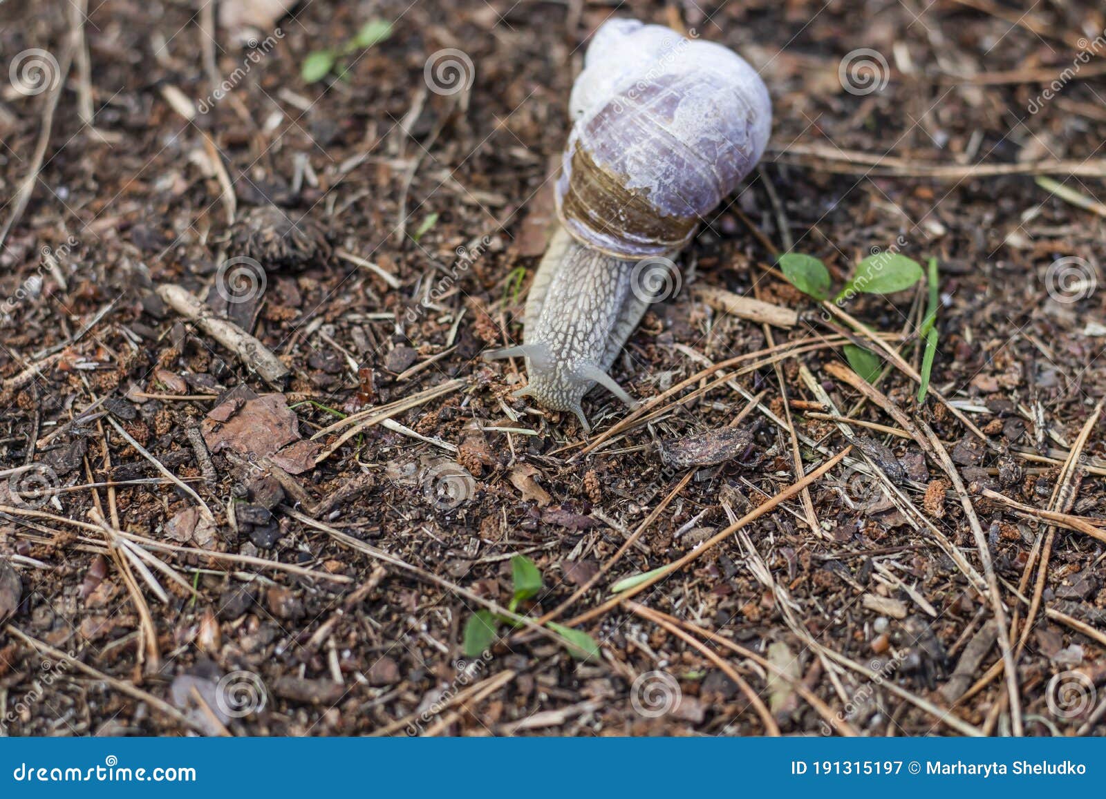 Gastropod Molluscs. Snails are Found All Over the World Stock Image