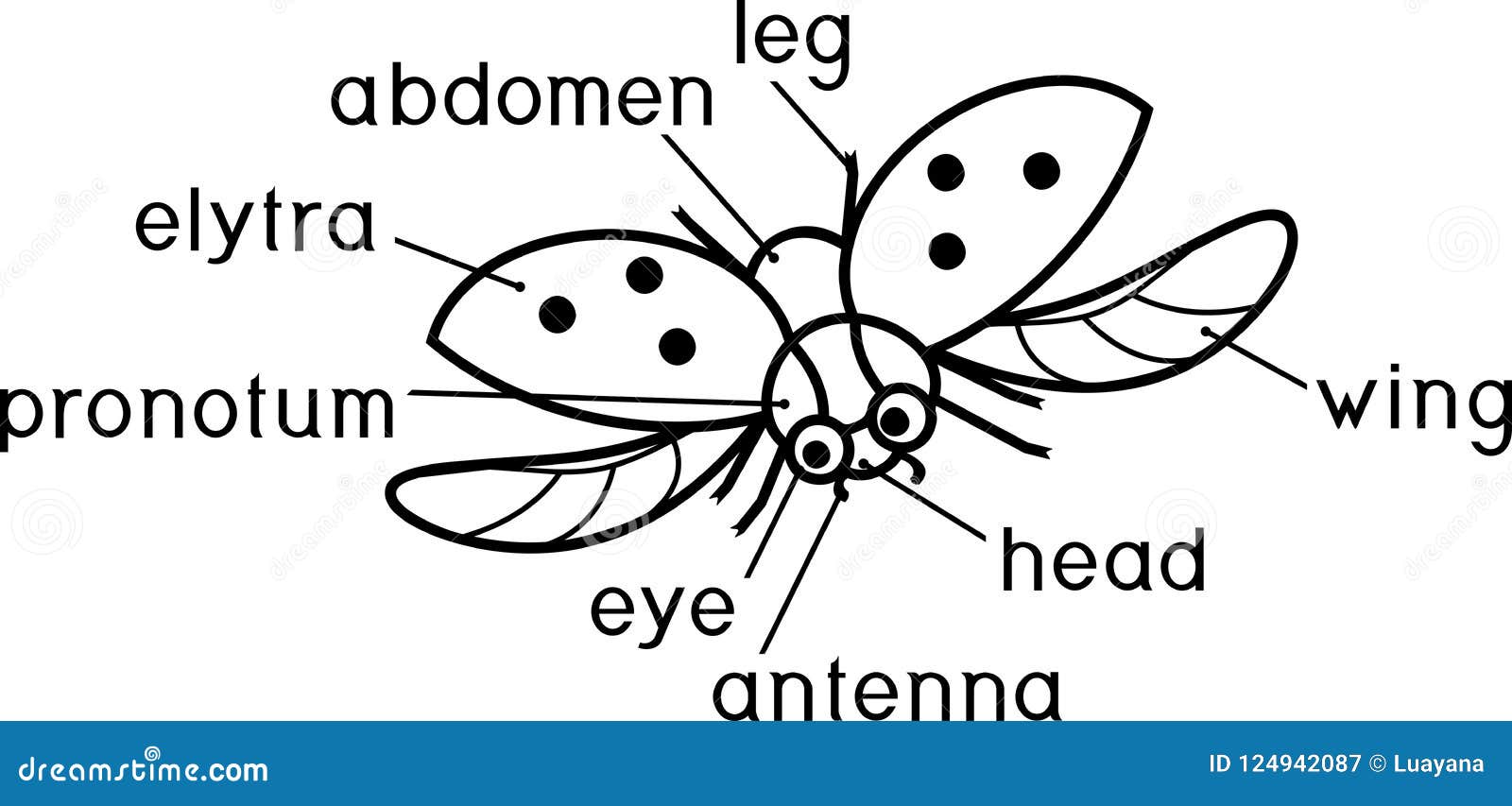 external structure of insect coloring page. parts of body of flying ladybug with titles