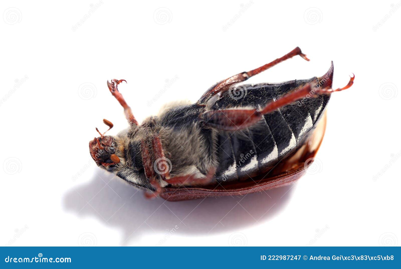 Extinción Insectos De Escarabajo De Cucaracha Imagen de archivo Imagen vivo, muerto: 222987247
