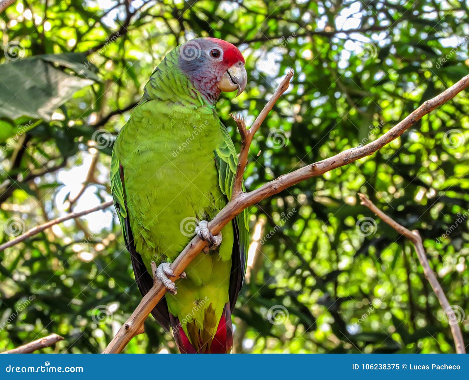 extinction threatened red-tailed amazon parrot, amazona brasiliensis