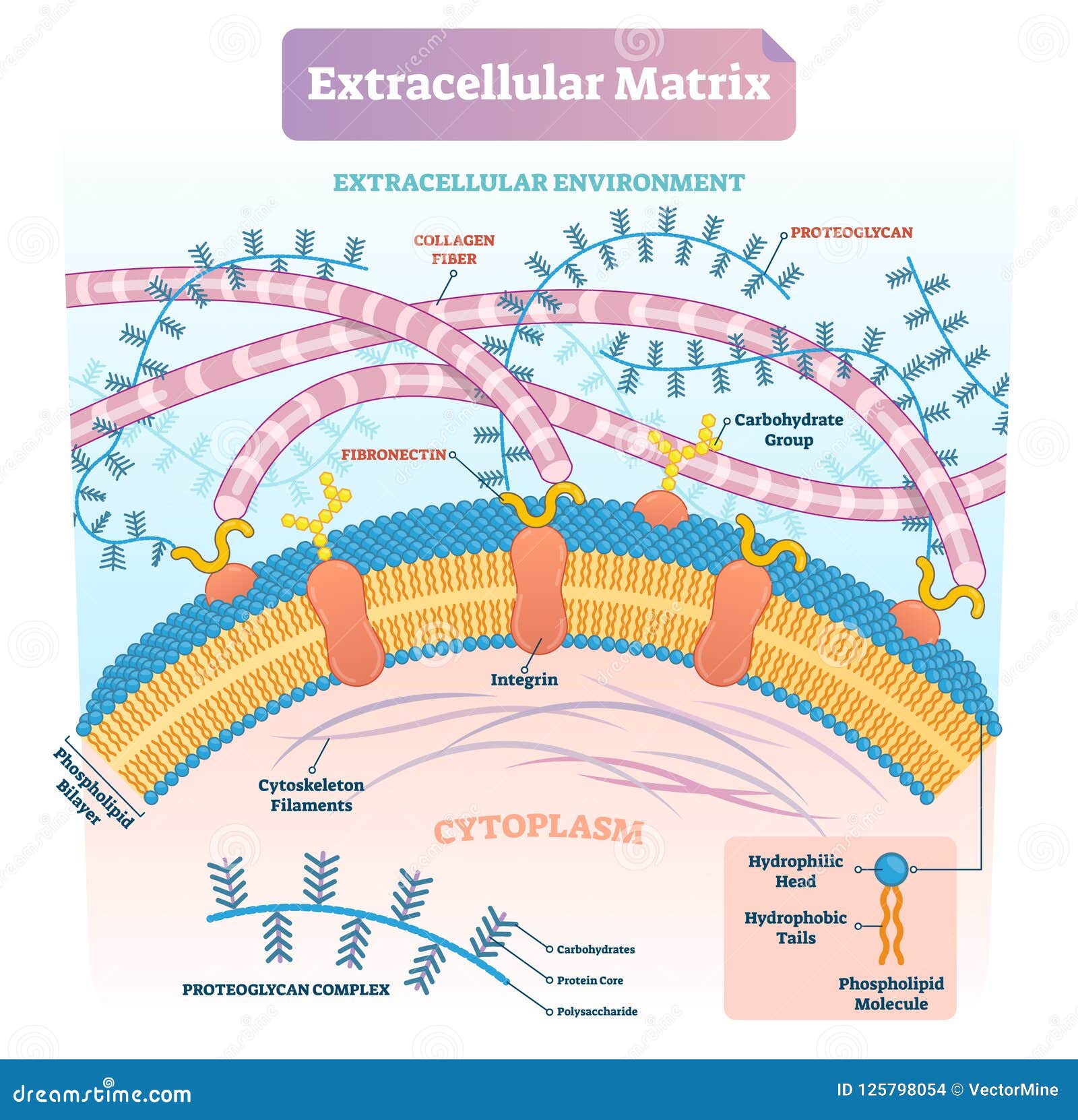 extracellular matrix labeled infographic   scheme.
