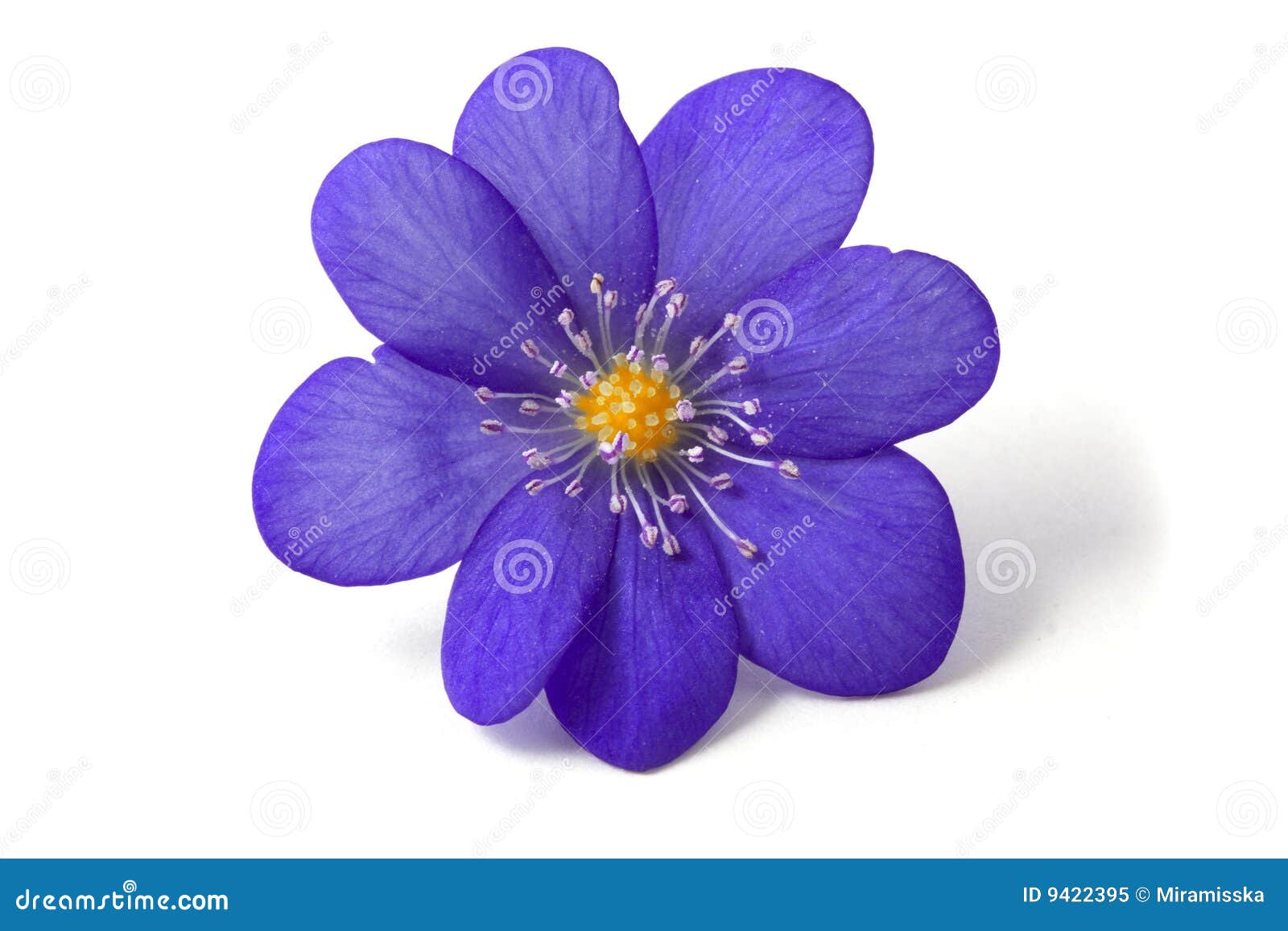 Extracto De La Flor Violeta Imagen de archivo - Imagen de cierre, fondo:  9422395