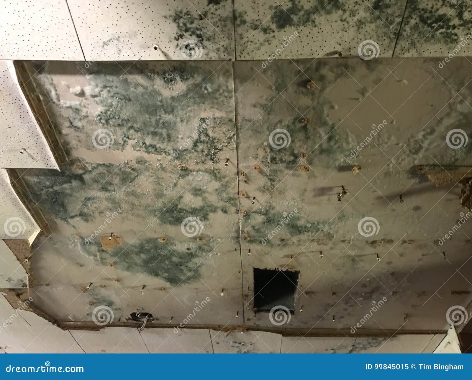 Extreme Ceiling Mold Growth after Rain during Hurricane Harvey Stock Image Image of hurricane