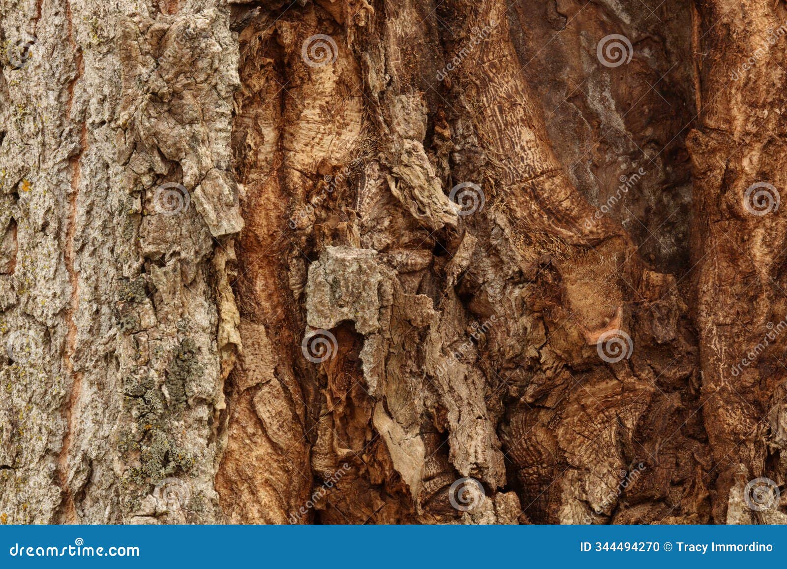 extreme close up of the bark of a cottonwood tree with several varieties of lichen