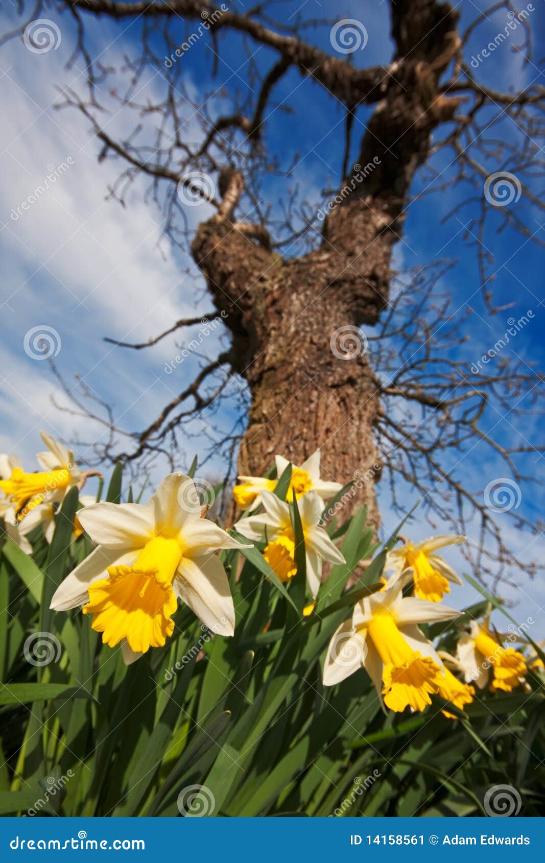 Extreme Closeup of Daffodils Under a Tree Stock Image Image of