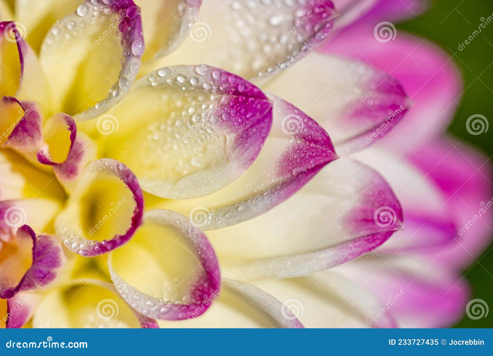 extreme close up of dew laden dahlia petals