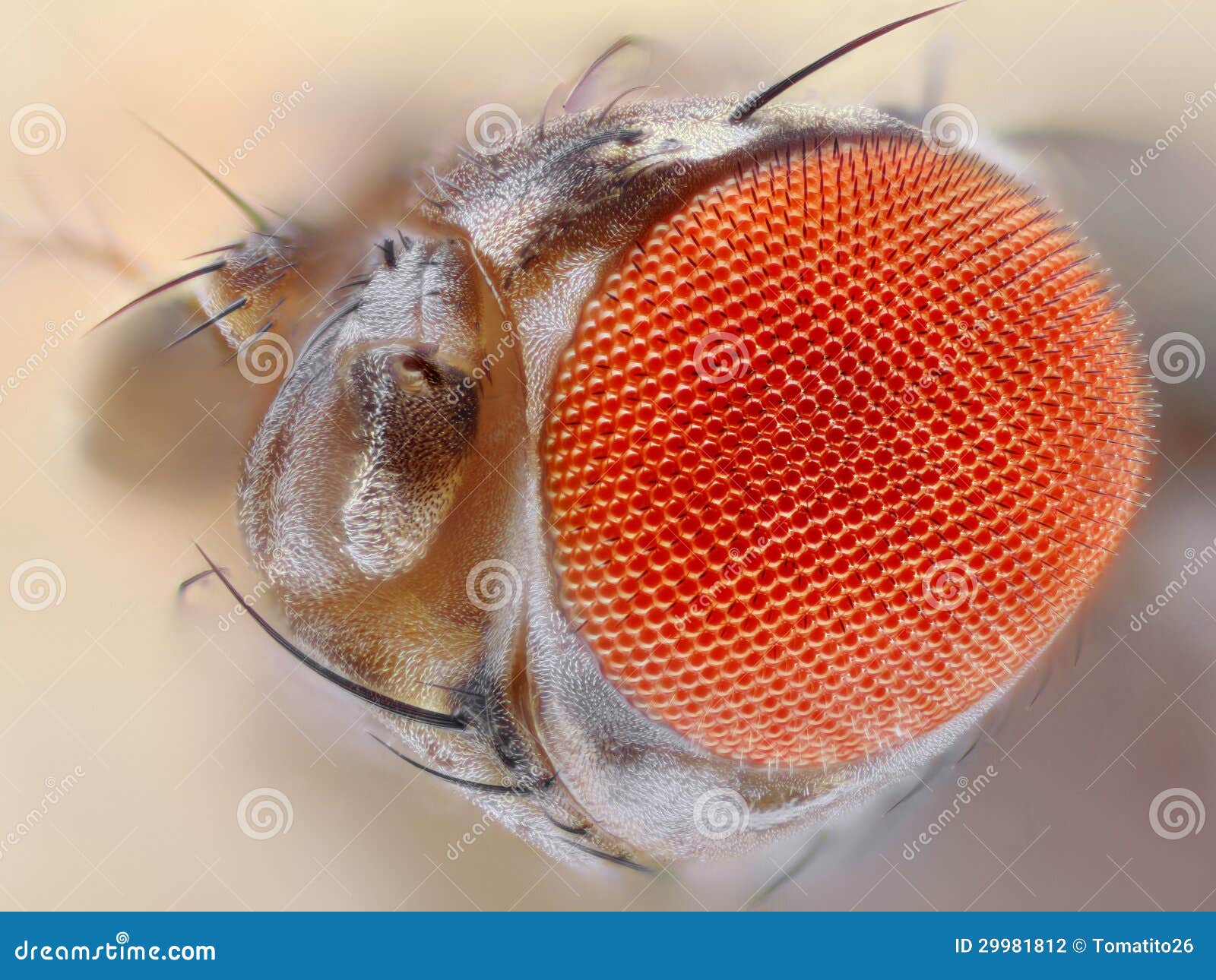 Fruit fly eye close up stock photo. Image of microscope 29981812