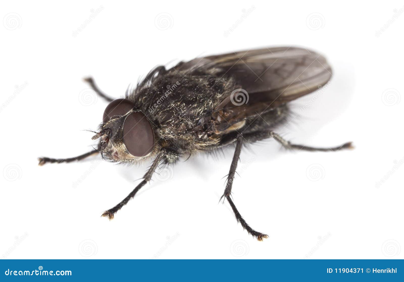 https://thumbs.dreamstime.com/z/extreme-close-up-house-fly-isolated-white-11904371.jpg
