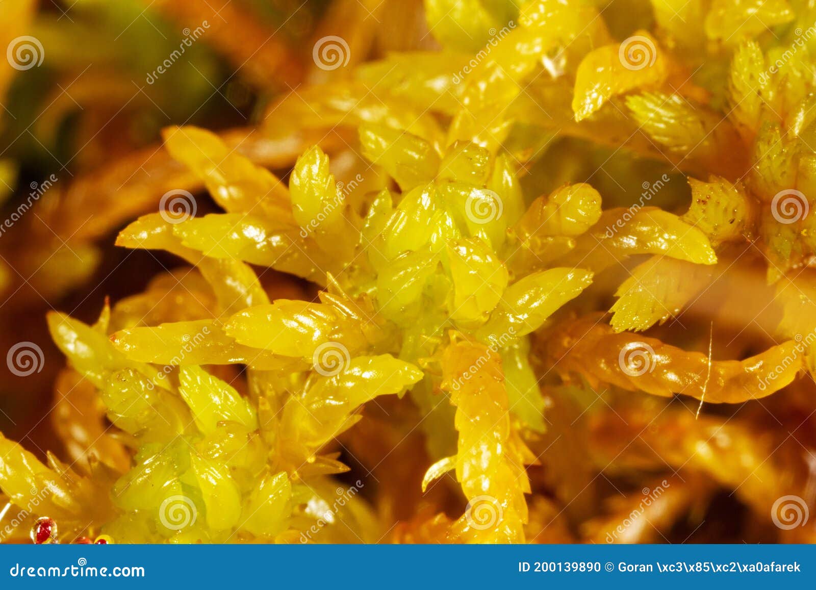 a close-up of a sphagnum moss in a bog or fen
