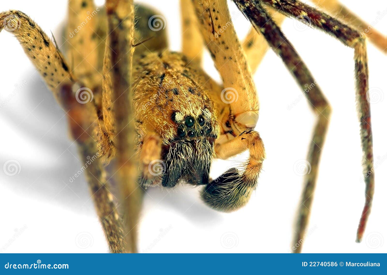 Zoropsis Spinimana, False Wolf Spider, Underside Photo Taken Through
