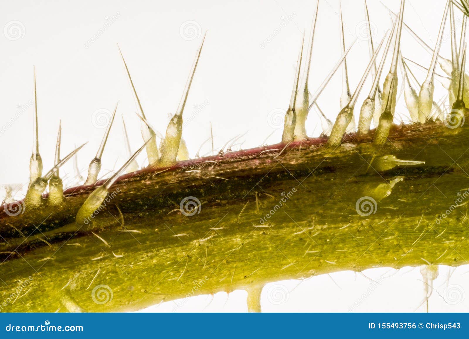 extreme close up of of stinging nettle stemurtica dioica