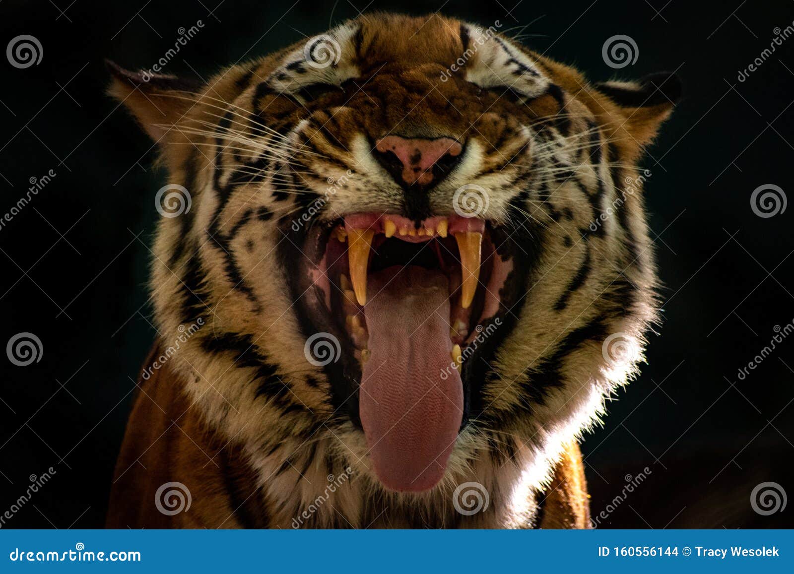 Close Up of a Tiger Making a Funny Face Stock Photo - Image of nevada, black: 160556144 Close Up of a Tiger Making a Funny Face Stock Photo - Image of nevada, black: 160556144