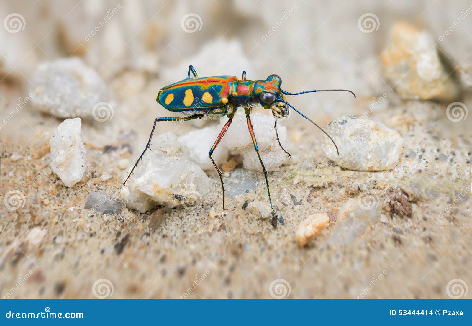 extreme closeup of a brightly colored tiger beetle in the wild
