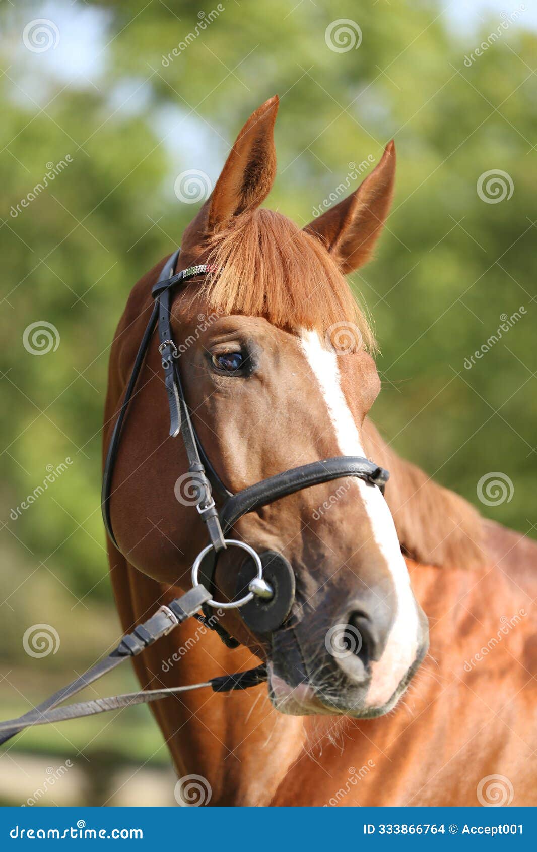 extreme closeup of a domestic saddle horse on a rural animal farm. portrait of an angloarabian chestnut colored stallion against