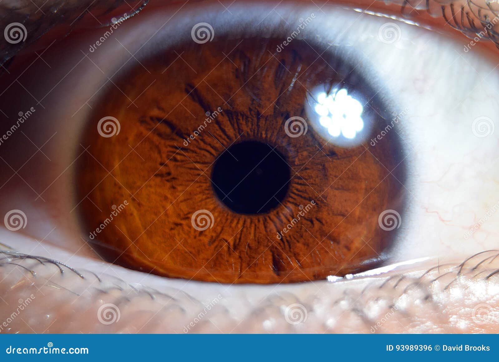 Extreme Closeup Macro On Human Male Eye Stock Photo Image Of