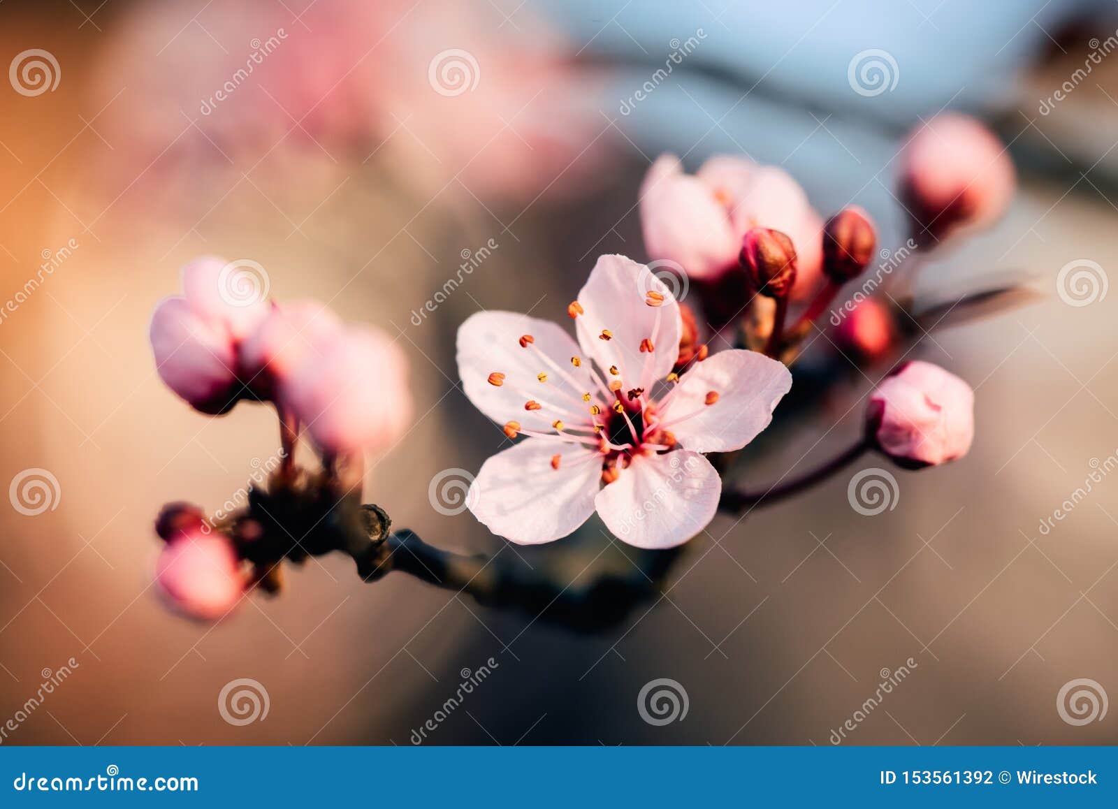 cherry blossom macro photography