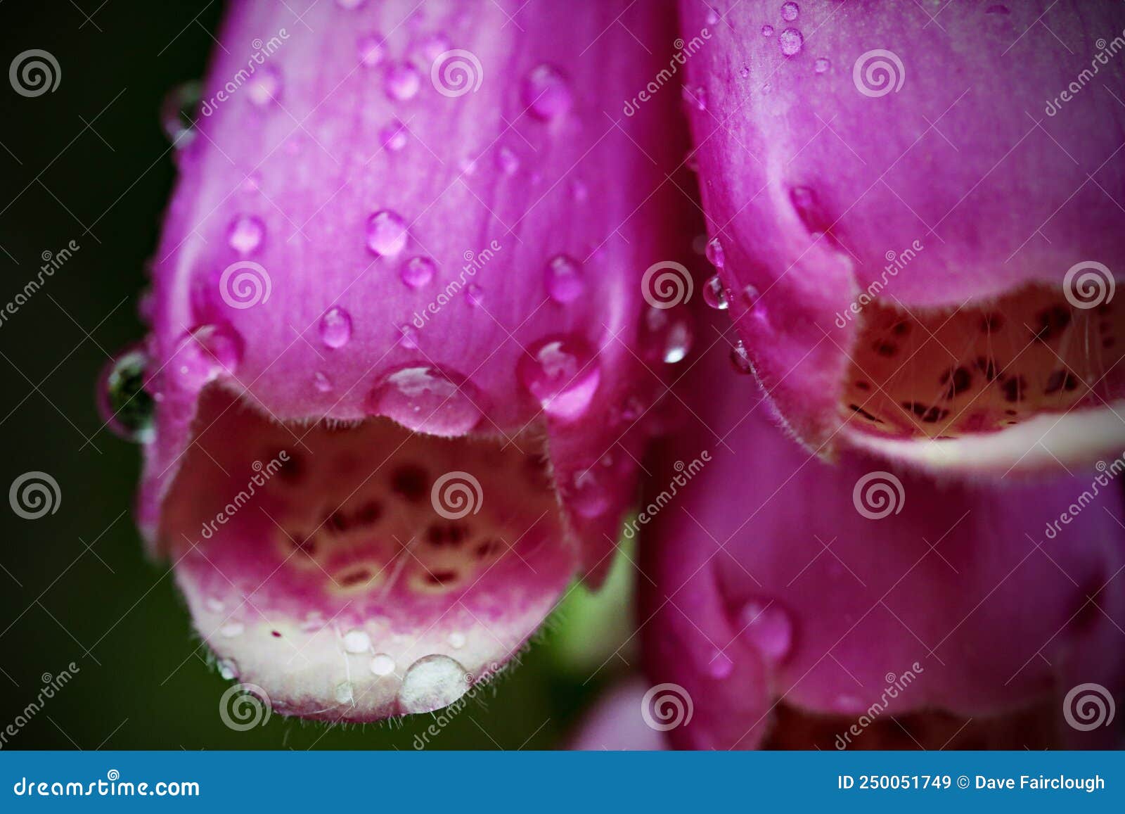 An Extreme Closeup of Pink Hollyhock Flowers after Heavy Rain Stock ...