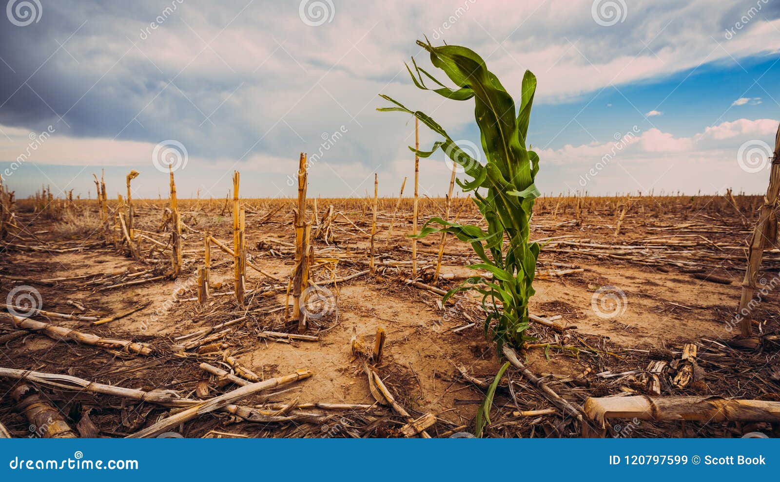 extreme drougt in a cornfield