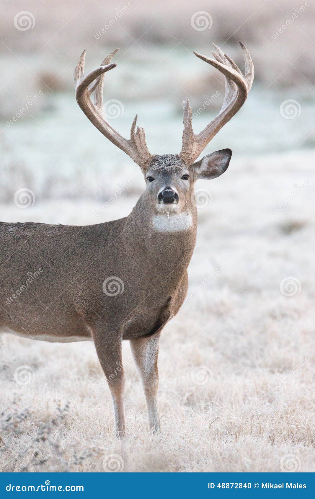 Extreme Heavy Mass Whitetail Buck Stock Photo Image of boone, prairie