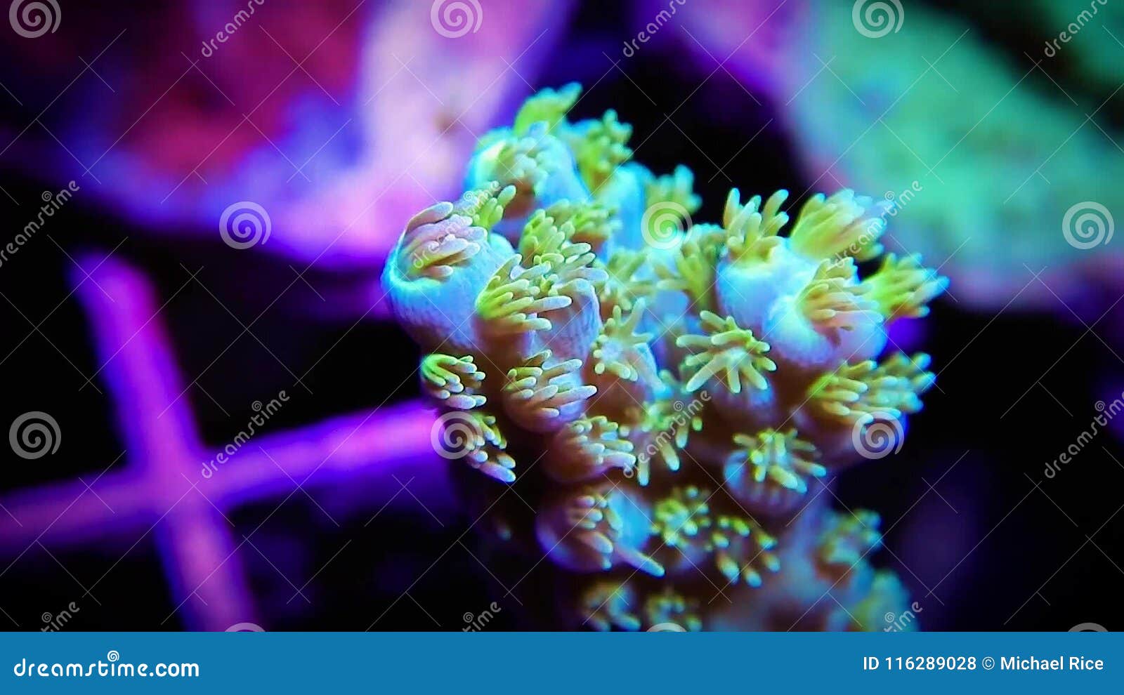 Coral Branch Stock Footage & Videos - 486 Stock Videos