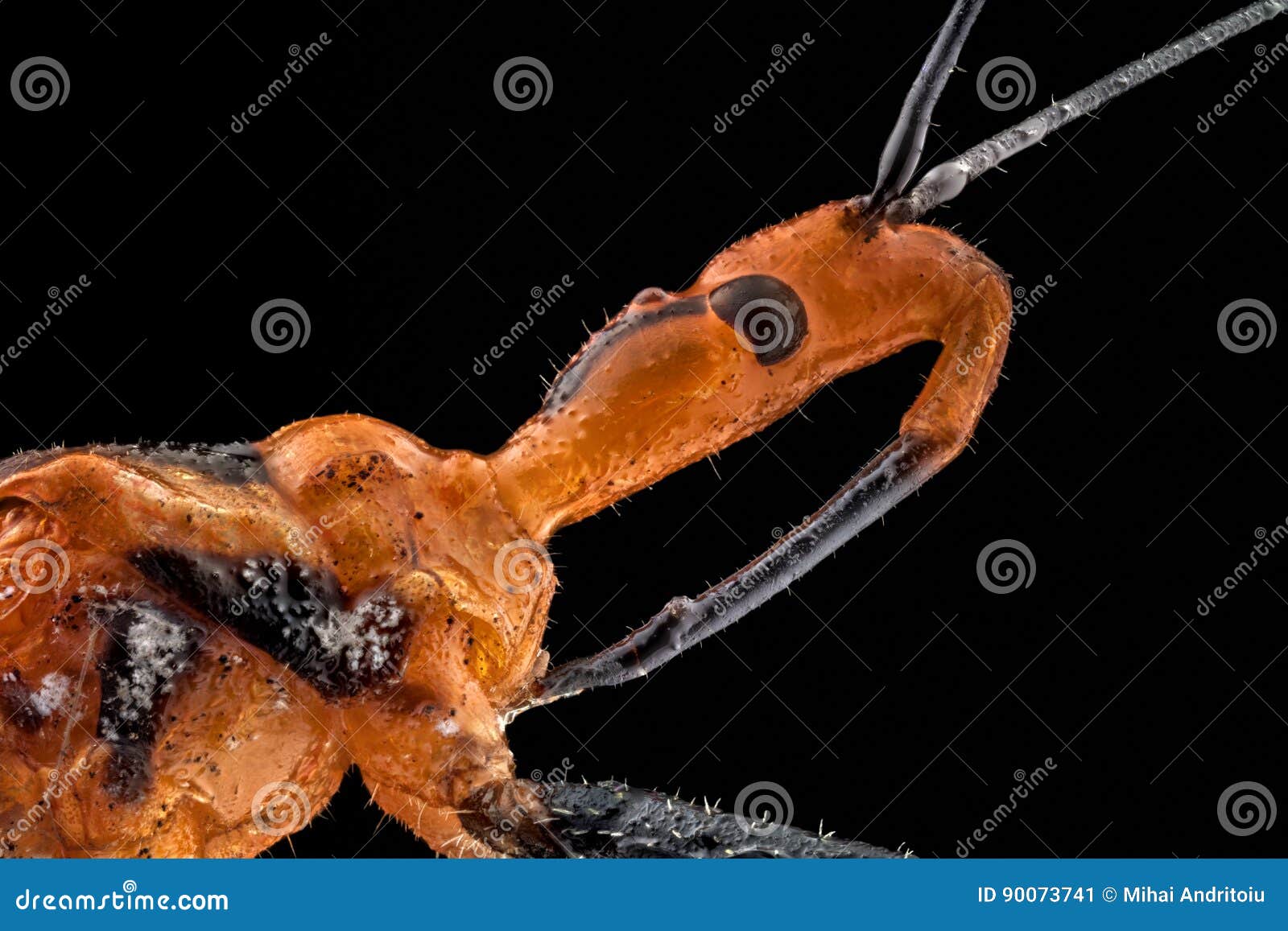 extreme macro of a milkweed assassin