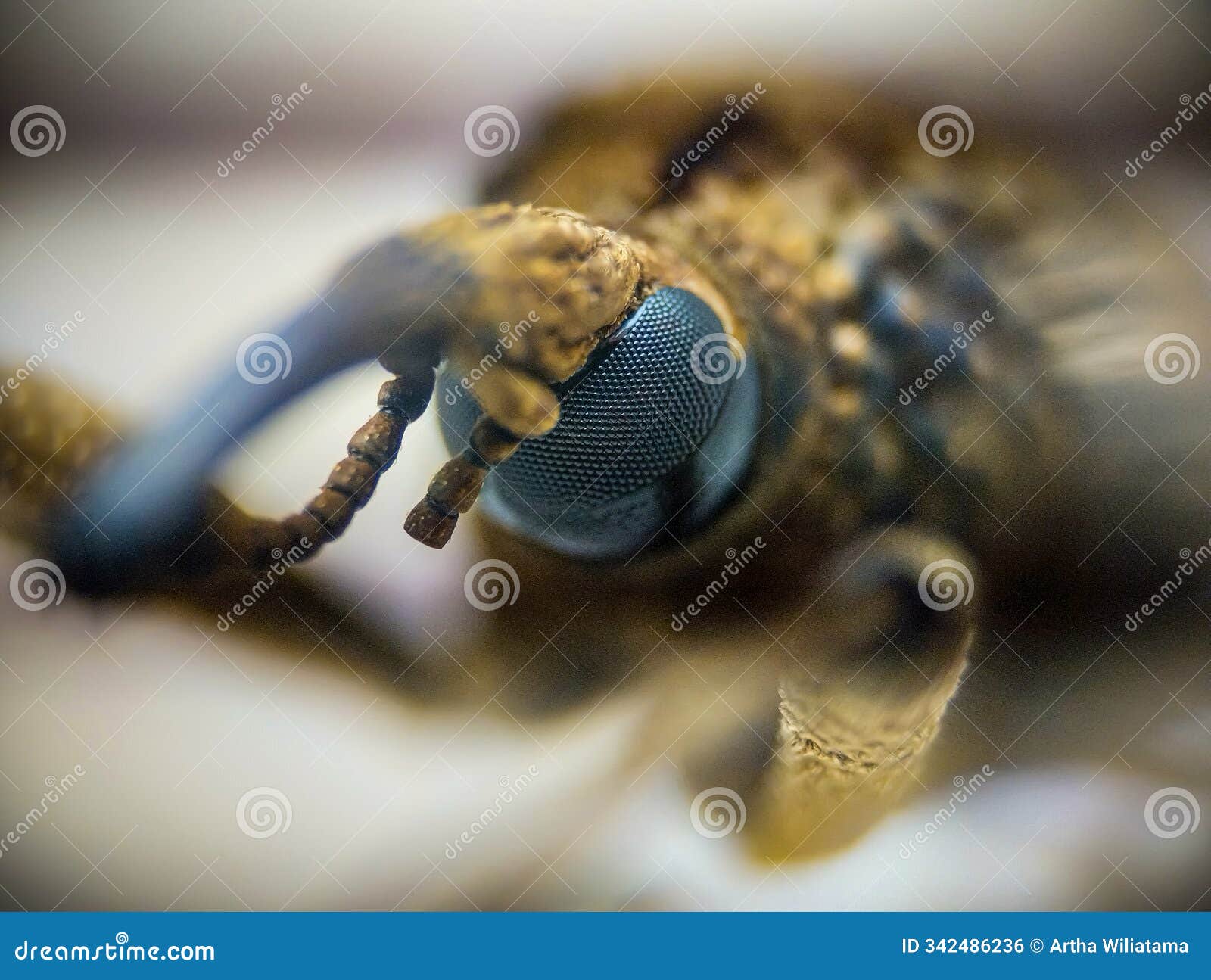 extreme macro close-up of rhinotia hemistictus long-nosed beetle from a side view