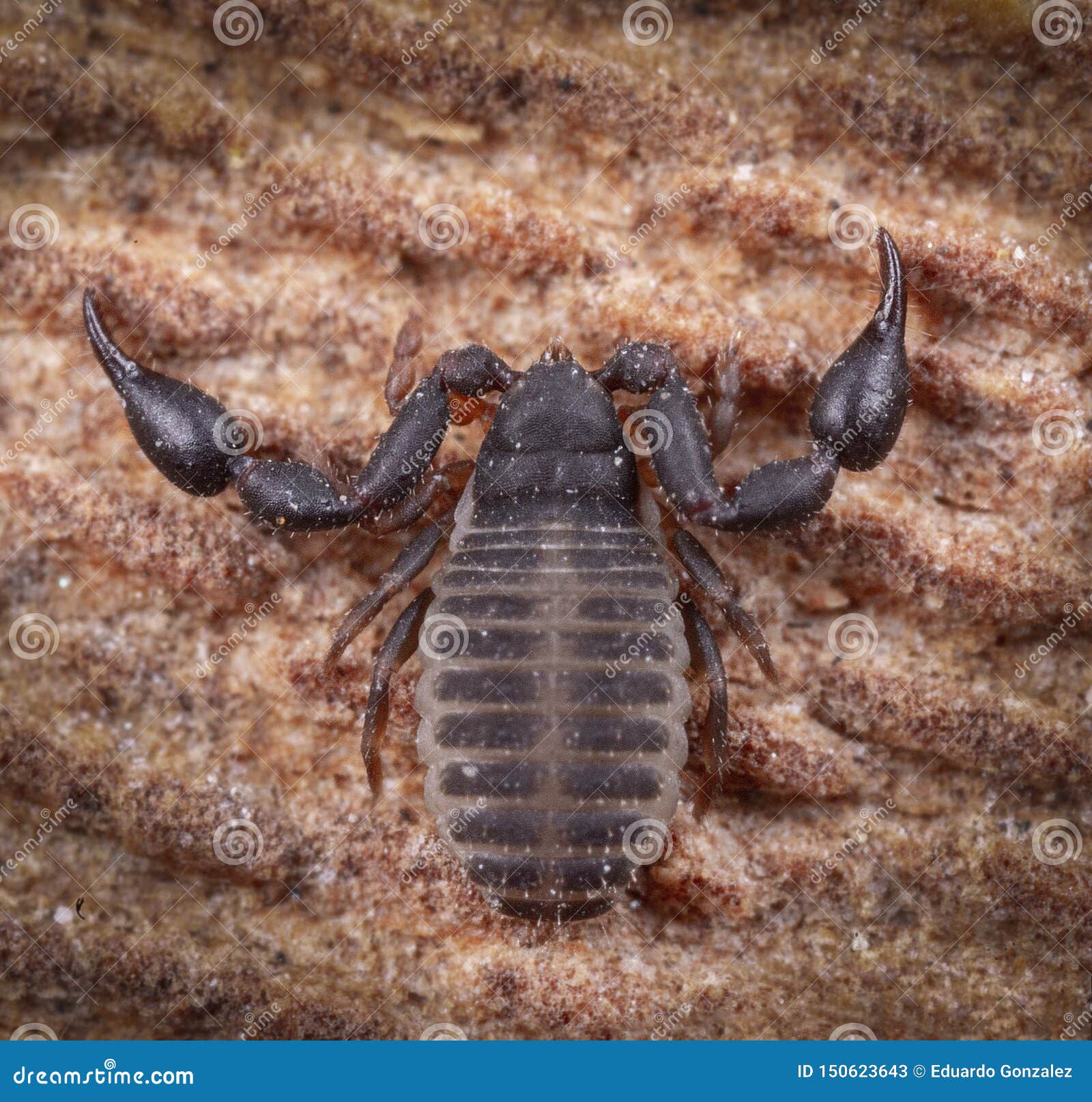 extreme macro photography of pseudo scorpion at wood