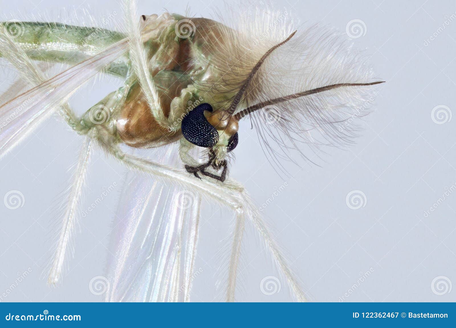chironomidae mosquito portrait