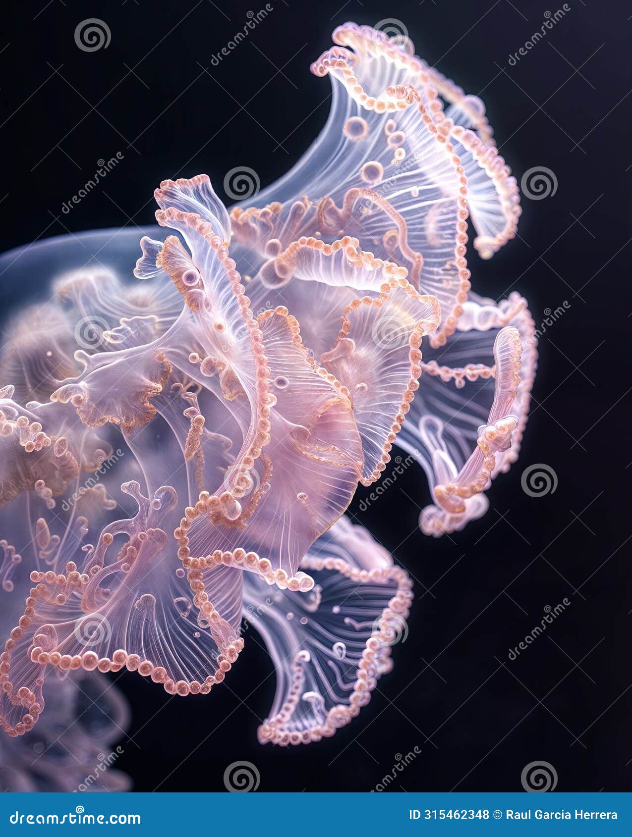 extreme macro shot of jellyfish epidermis texture